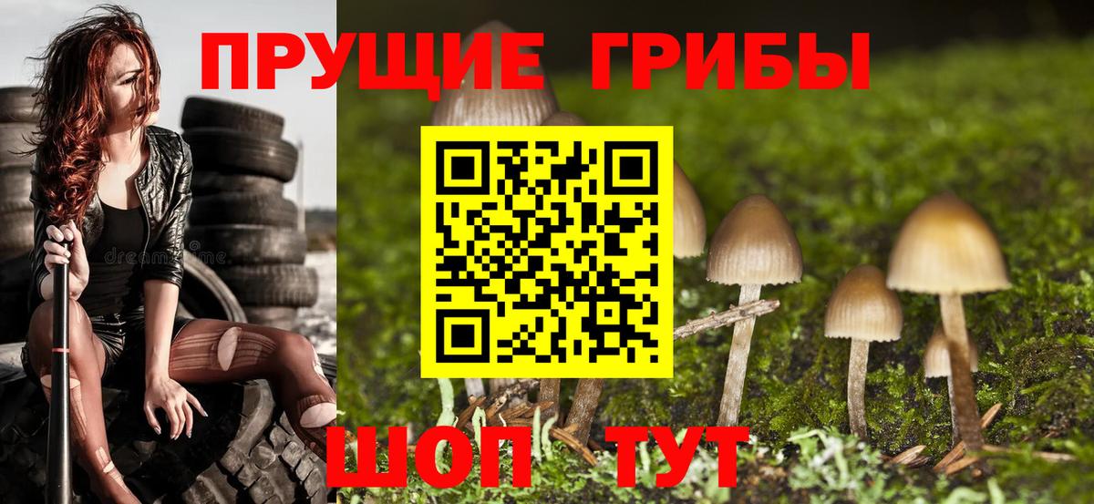 Выборг  Псилоцибиновые грибы Psilocybine cubensis  Вход с VPN 